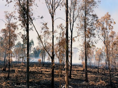 Burnt trees.